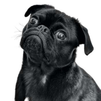 Clínica veterinaria GriñonVet