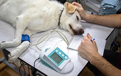 cardiología