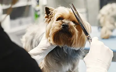 peluquería