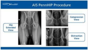 pennhip displasia de cadera
